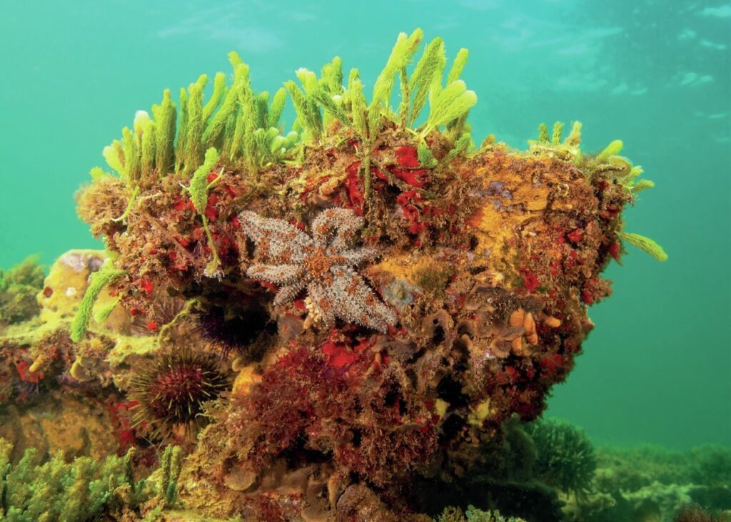 Seastar on a brightly coloured reef