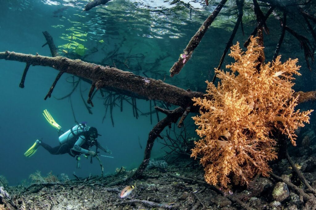Luxury and Adventure in Indonesia: An Unforgettable Dive Experience in Raja Ampat Aboard Scubaspa Zen 21 Soft corals in the shallows
