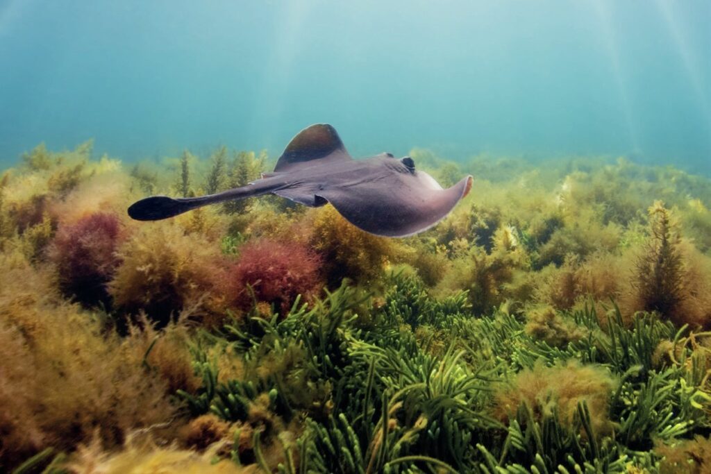 Victoria's Underwater Wonderland: Diving into the Great Southern Reef's Hidden Gem 21 Stingray