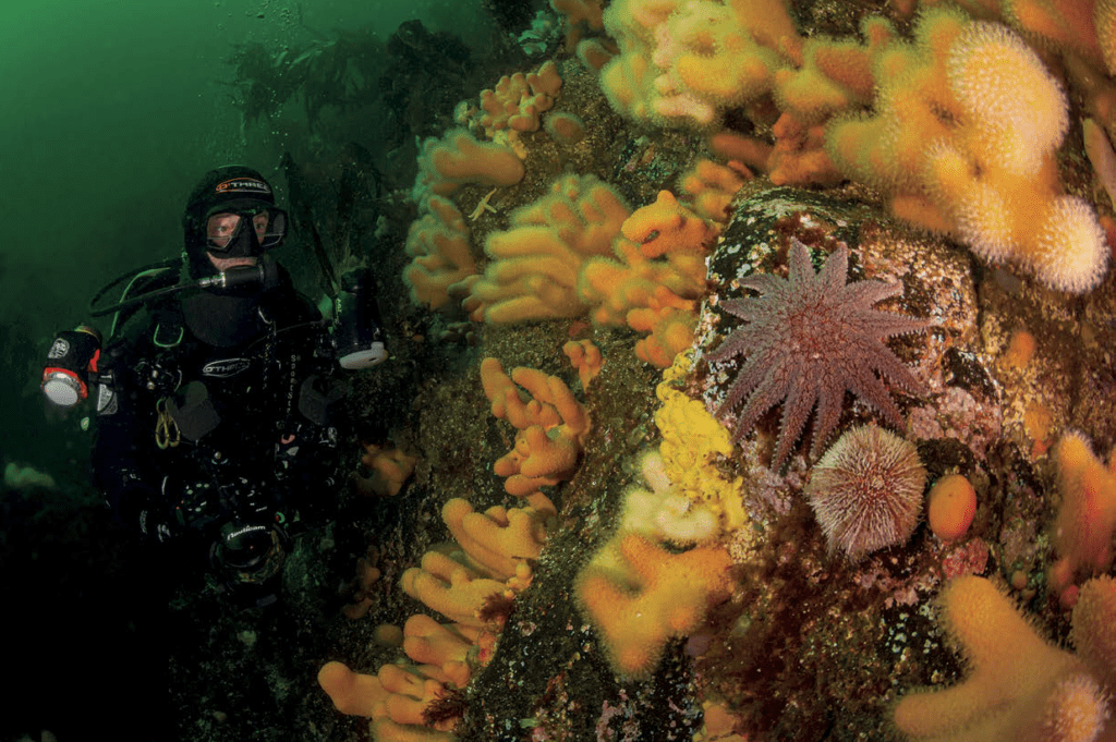 Exploring the Underwater Marvels of Lochcarron: A Diver's Journey in Scotland's Highland Waters 4 lochcarron 4