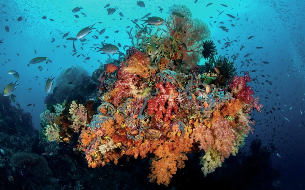 Luxury and Adventure in Indonesia: An Unforgettable Dive Experience in Raja Ampat Aboard Scubaspa Zen 3 Vibrant reefs teeming with life