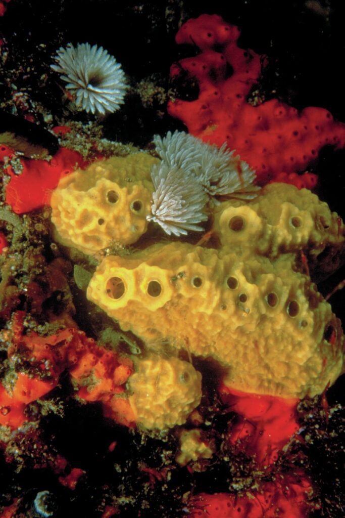 Victoria's Underwater Wonderland: Diving into the Great Southern Reef's Hidden Gem 3 Vibrant sponges
