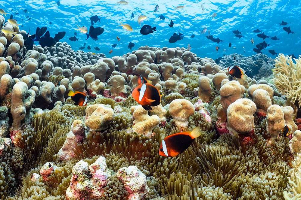Wakatobi-coral-reef