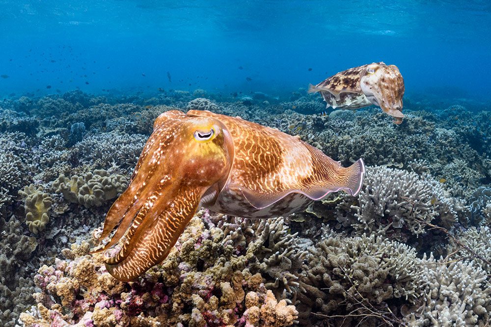 Pair of broadclub cuttlefish