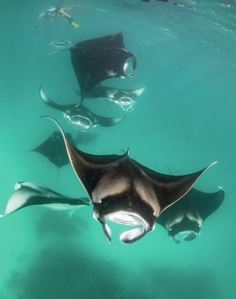 Feeding chain. Mantas feeding in a chain to maximise their feeding efforts when the concentration of zooplankton is high