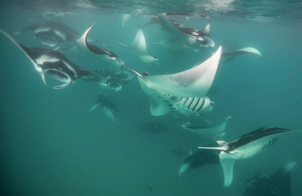 Hanifaru Bay full of zooplankton and mantas working together in a chain