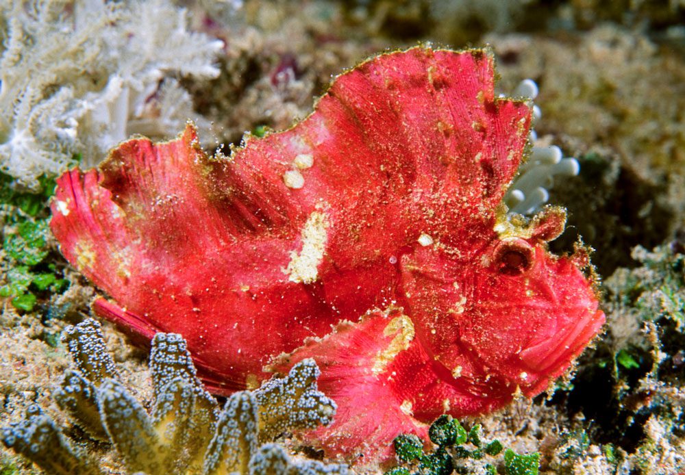 Leaf scorpionfish are often the most active an hour before sunset.