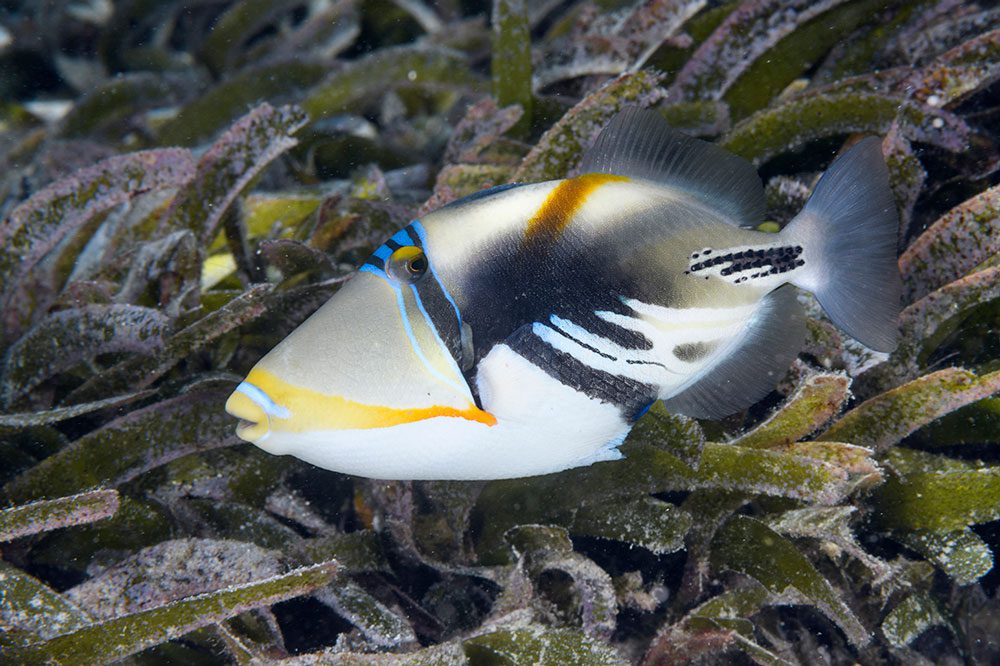 Picasso Triggerfish are one of the many varieties of reef fish you will see in the shallows on Wakatobi's House Reef.