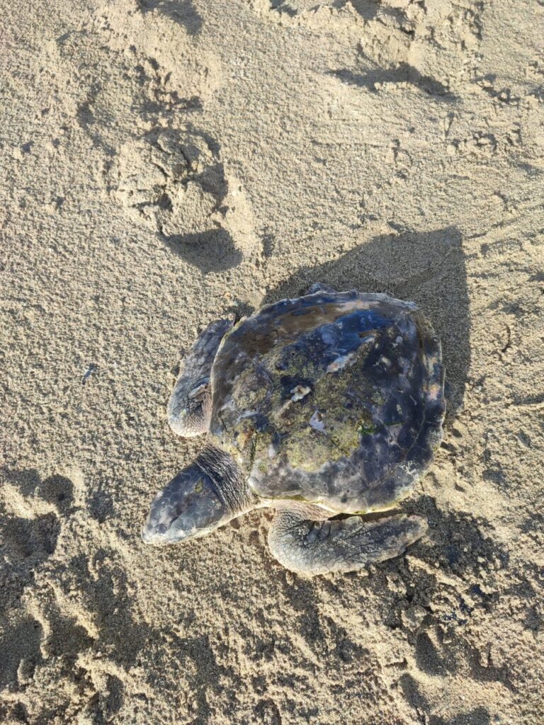 Kemps Ridley turtle