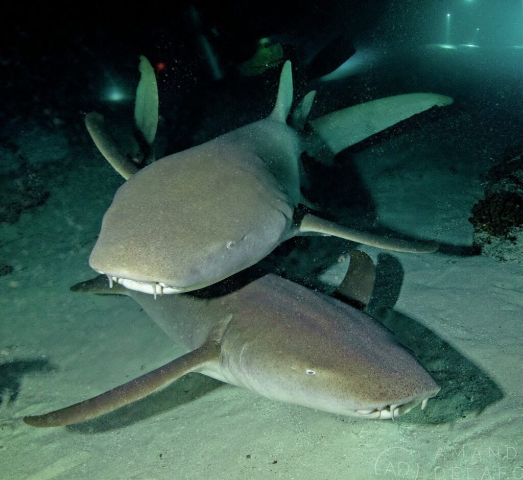 Tawny nurse sharks feeding and manoeuvring around on the night dive
