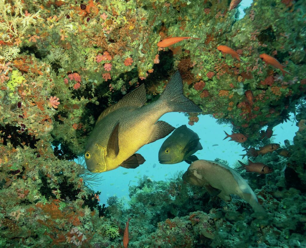 The reefs are teeming with marine life