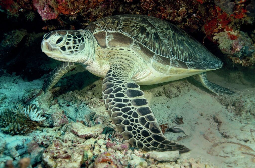 Turtle resting on the reef
