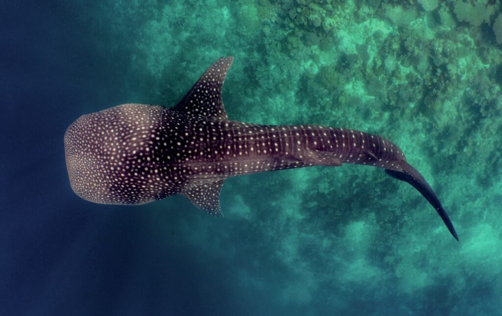 Whaleshark below the surface
