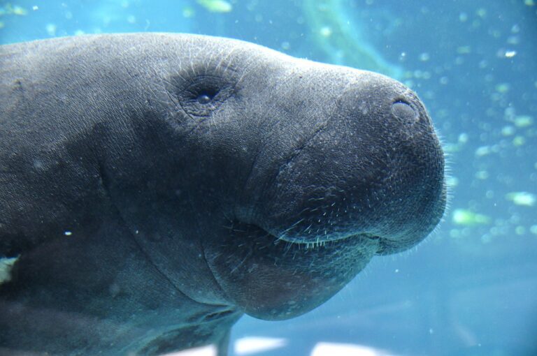 manatees