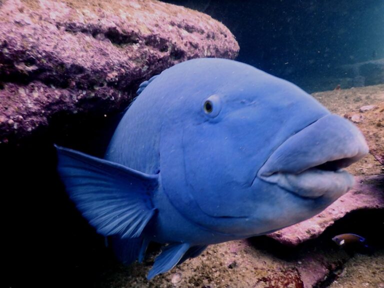 blue groper