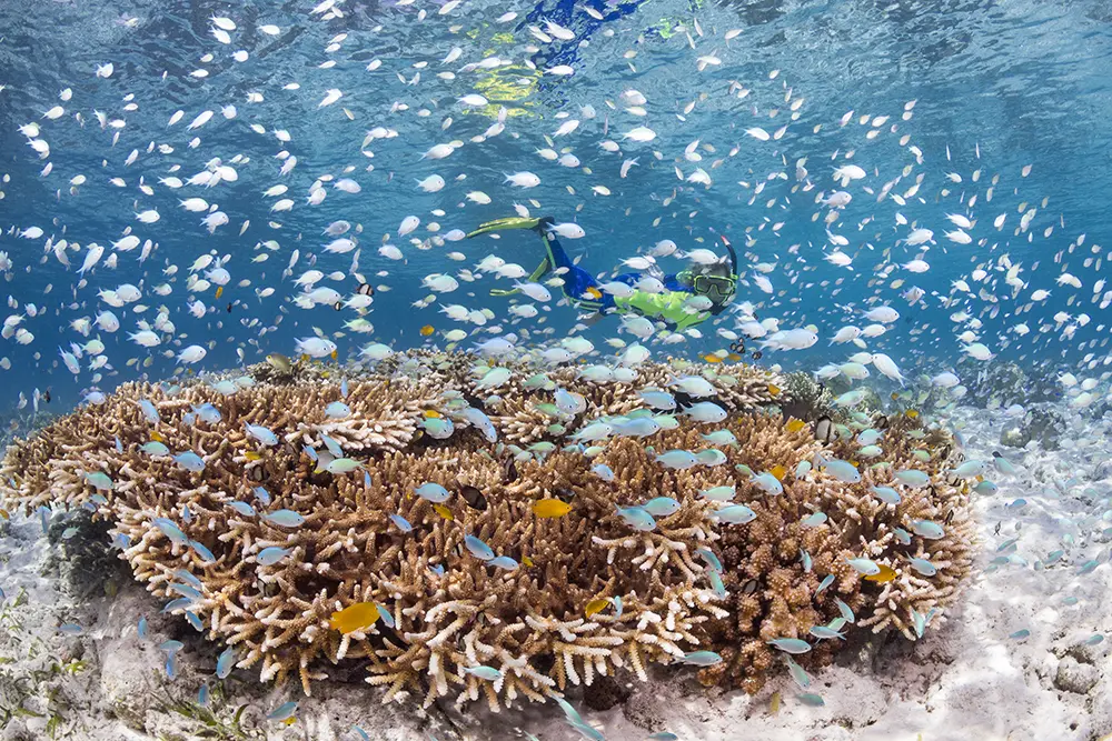 Snorkeling the shallows at Wakatobi