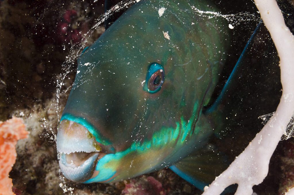 The mucous covering Parrot fish secrete around their body at nights serves as a first line of defense by hiding the parrotfish’s scent from potential predators, as well as acting as an early warning system, should something come in contact with the cocoon’s outer layer.
