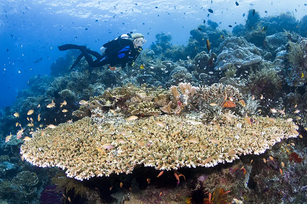 Diver swims over a large Table Coral at Wakatobi, Indonesia