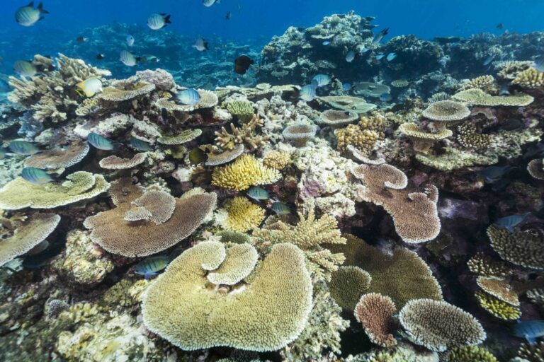 L'Oréal and the Great Barrier Reef Foundation