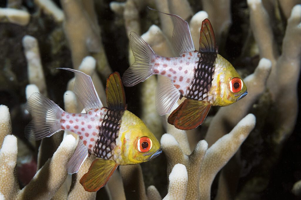 Pajama cardinalfish (Sphaeramia nematoptera) at Wakatobi dive site Dunia Baru.