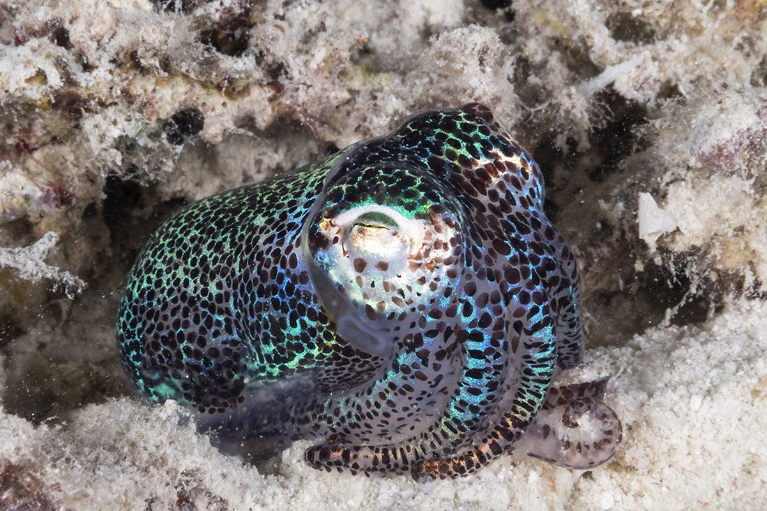 Bobtail squid on a nocturnal hunt for a meal on the reef at Wakatobi.