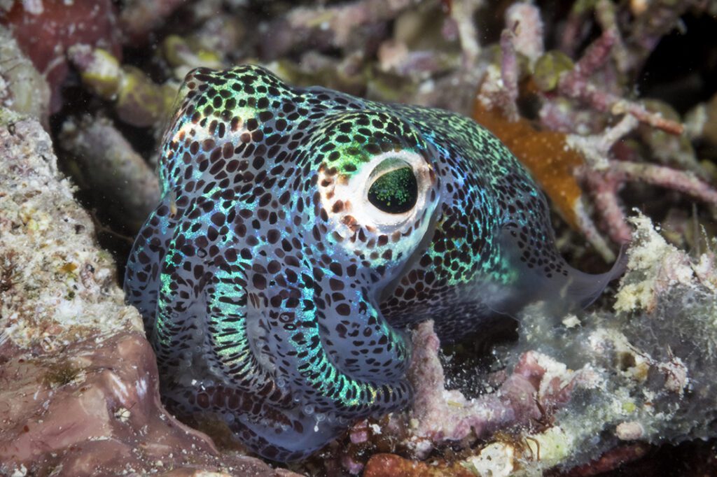 Wide-eye and on the lookout for danger, a diminutive bobtail squid emerges from its daytime hiding place to begin a nocturnal hunt for a meal.