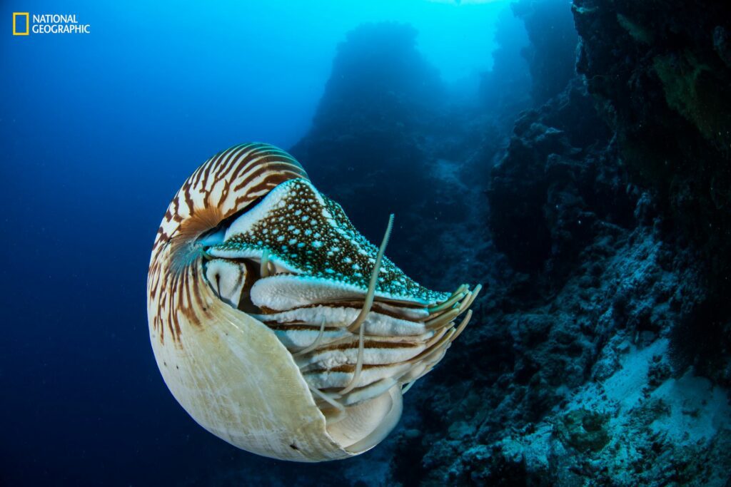 Nautilus (Enric Sala / National Geographic Pristine Seas)