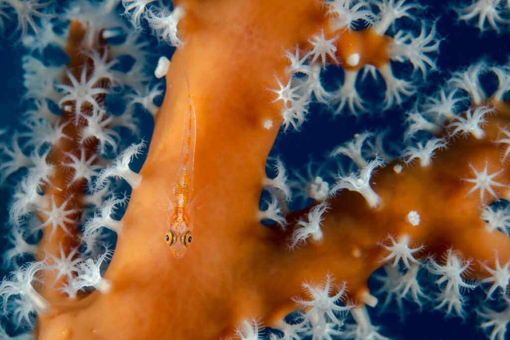 Coral goby (Enric Sala / National Geographic Pristine Seas)