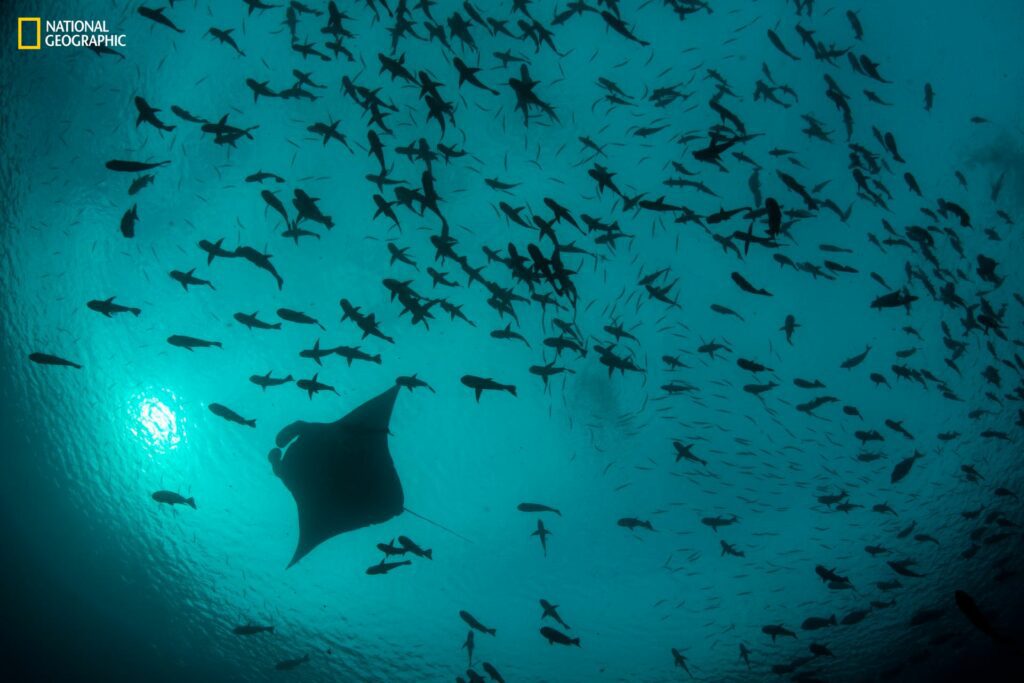 Palau is renowned for its biodiversity (Enric Sala / National Geographic Pristine Seas)