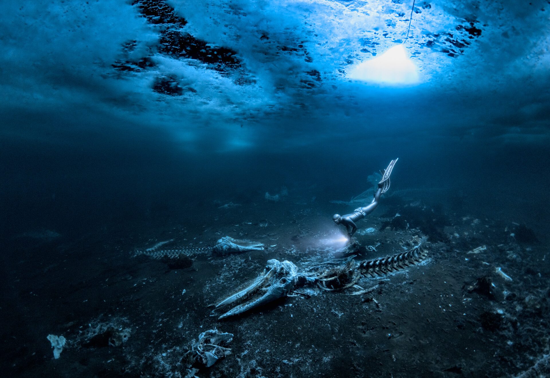 Whale skeletons under ice judged world's best underwater photograph