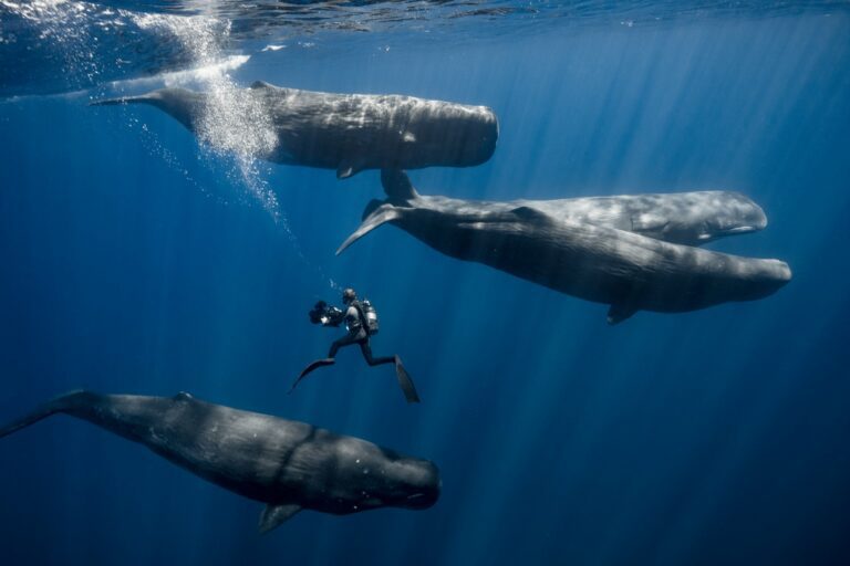 Freediver with whales (Stephane Granzotto)