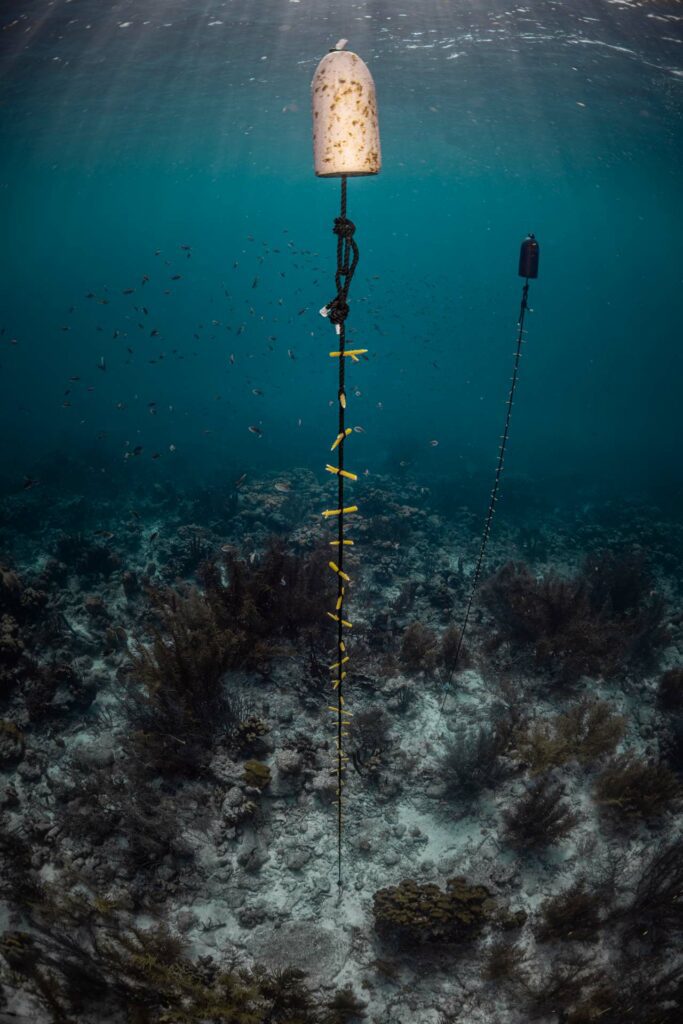 1 vertical rope structure at Angel City, holding 70
fragments of Acropora cervicornis
(Lorenzo Mittiga)