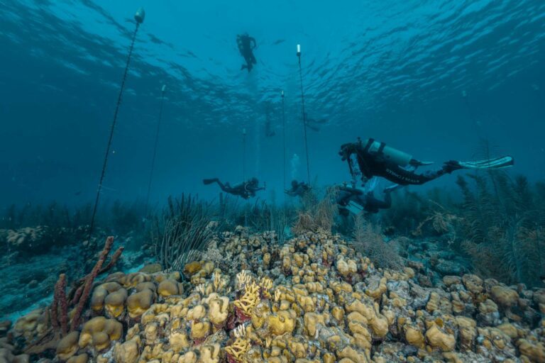 RRFB divers install 15 coral rope structures at the Angel City rope nursery (Lorenzo Mittiga)