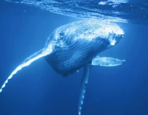 Humpback whale (Natural England / Rebecca Walker)