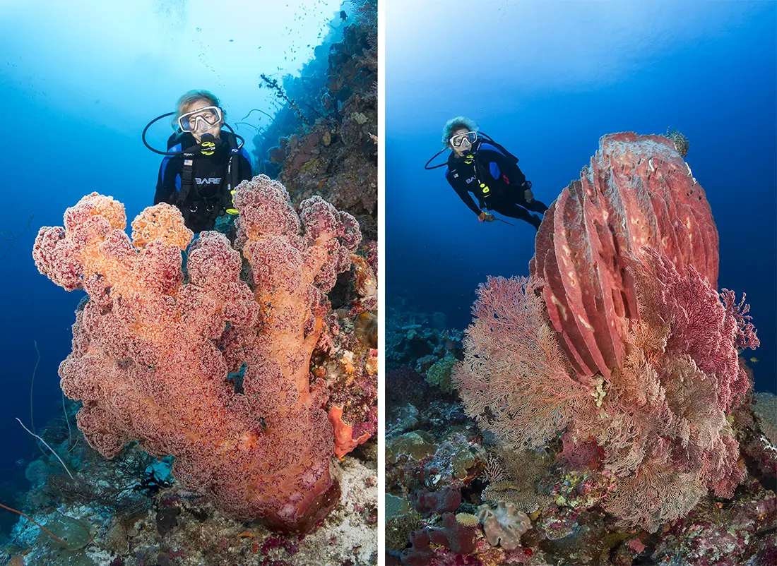 Another example of shooting at depth is this image of a diver behind a very large soft coral at 36.6m/120ft. down the side of a wall. Camera settings: ISO 200, shutter speed 1/80 sec., Tokina 10-17mm lens set at 10mm, Aperture F/7.1, dual Sea & Sea YS-250’s manually set between half and full power.
In the picture next to it of this diver passing by a large barrel sponge at a depth 16.8m/55ft., I was able achive similar results with the same ISO 200, but upping the shutter speed to 1/125 sec., while dropping both the aperture a stop to F/6.3, the power output of my Sea & Sea YS-250’s to half power.
