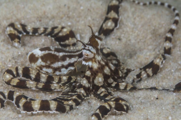 Shape Shifting Mimic Octopus Discovered in Mozambique