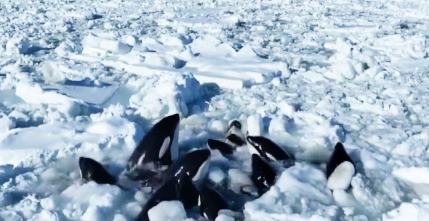 Killer whales trapped in the ice (NHK)