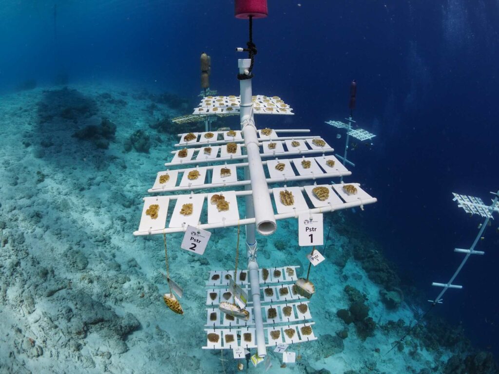 Tray nursery at Something Special, now located in a deeper part of the reef (RRFB)