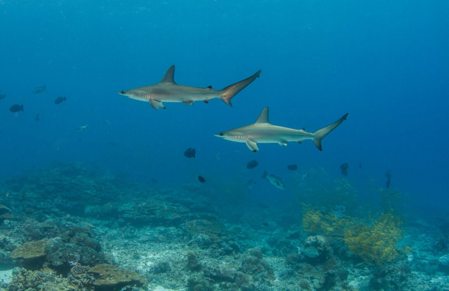 Alphonse Group has been designated an Important Shark & Ray Area (Blue Safari Seychelles)