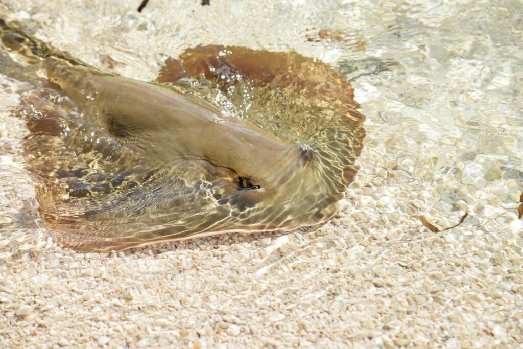 Baby sting ray (Blue Safari Seychelles)