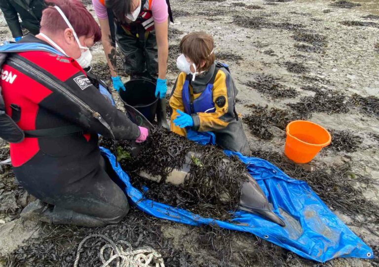 The BDMLR team were on hand when the dolphin was in danger of suffocating in mud (BDMLR)