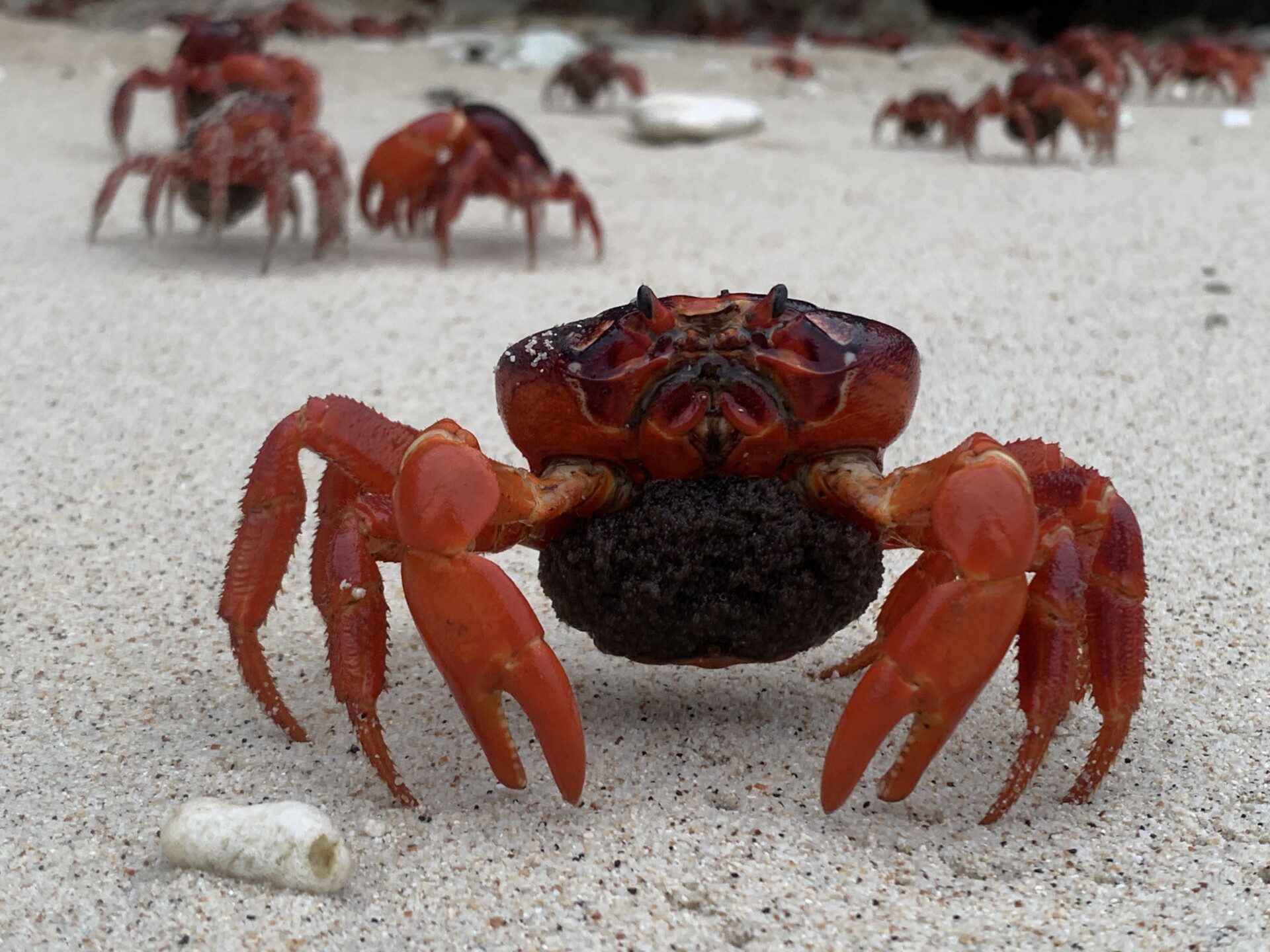 Christmas Island Crab Conservation