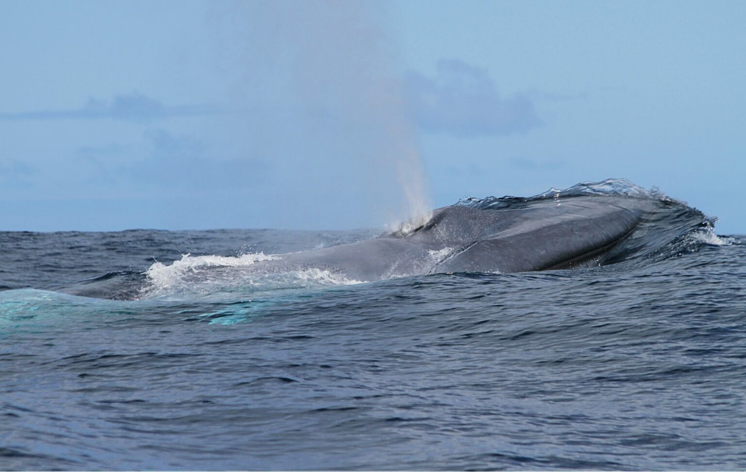 Major stock-take of the world’s blue whale populations (Flinders University)