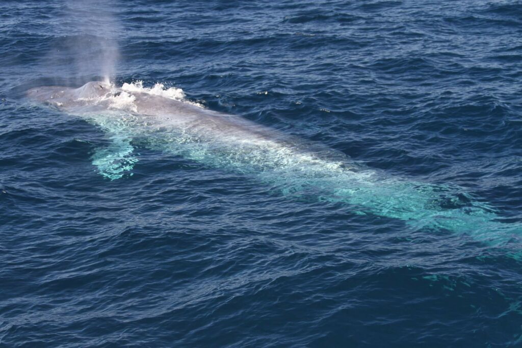 Pygmy blue whale (Flinders University)