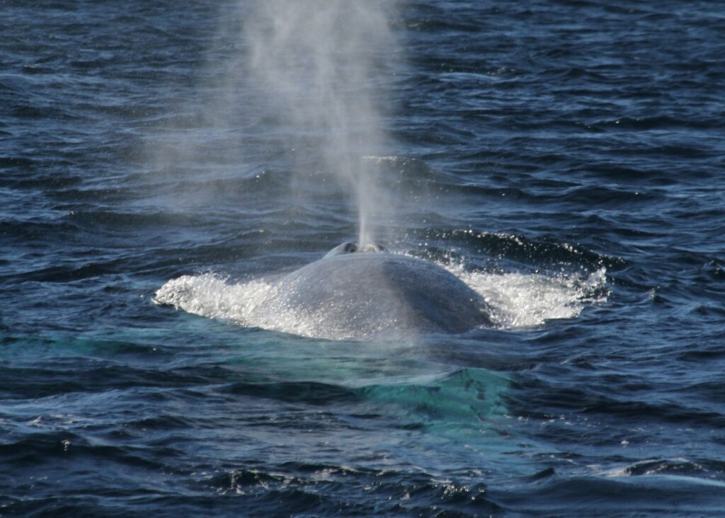 The blue whale is the world’s biggest living animal (Flinders University)