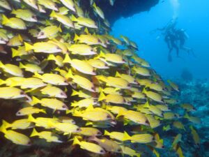 A school of fish in the Maldives (Steve Weinman)