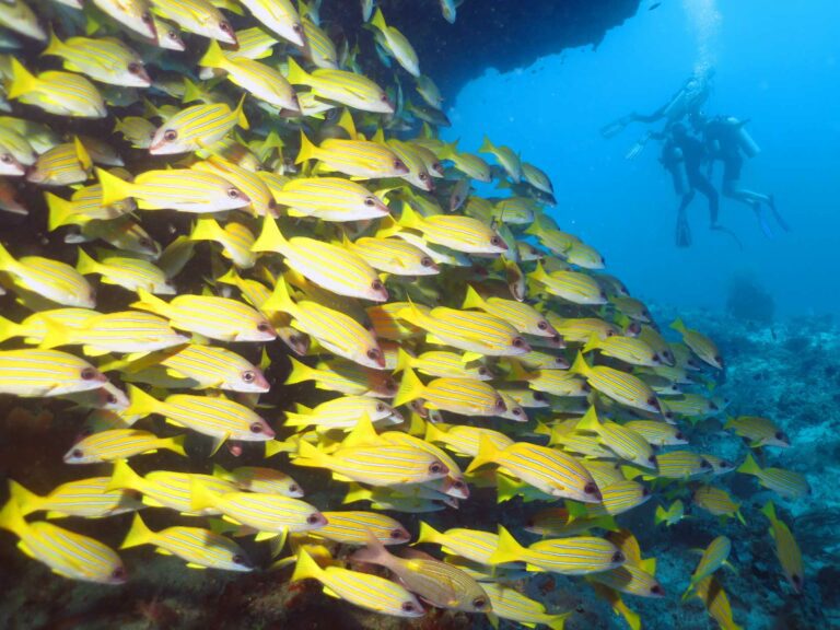 A school of fish in the Maldives (Steve Weinman)