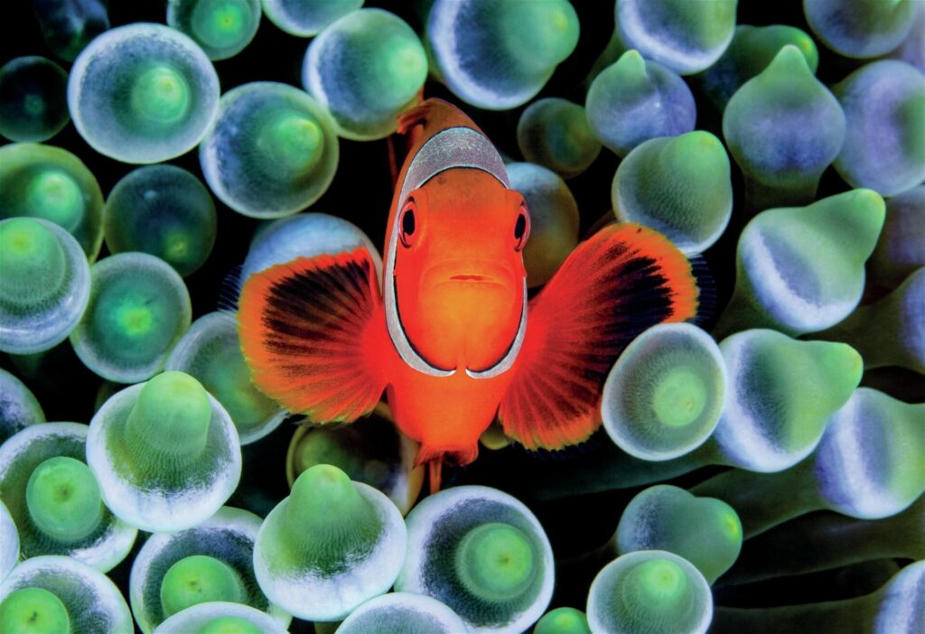 
Anemonefish are often our first underwater, and can continue to entertain for years to come