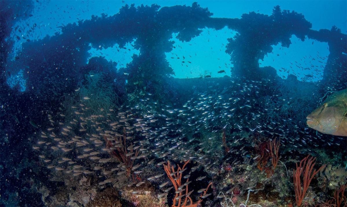 Baitfish swarm over the wreck