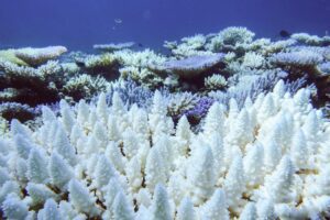 Coral-bleaching (AIMS)